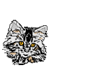 talkingcat